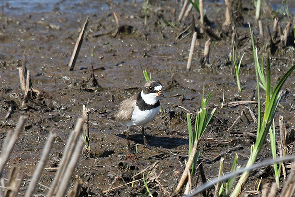 Semipalmated Plover