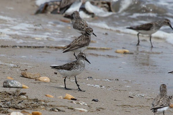 Semipalmated Sandpiper