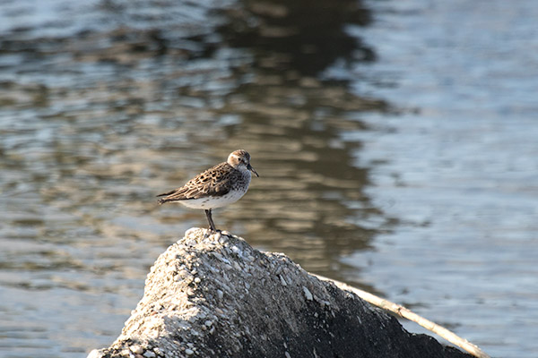 Semipalmated Sandpiper