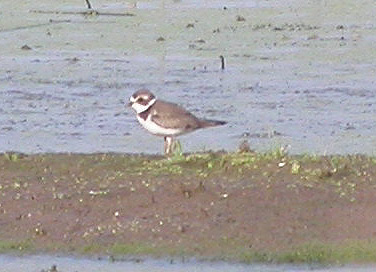 Semipalmated Plover