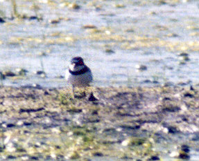 Semipalmated Plover