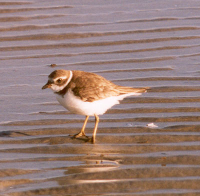 Semipalmated Plover