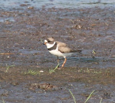 Semipalmated Plover