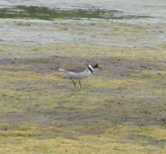 Semipalmated Plover