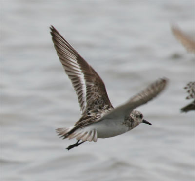 Semipalmated Sandpiper Flying