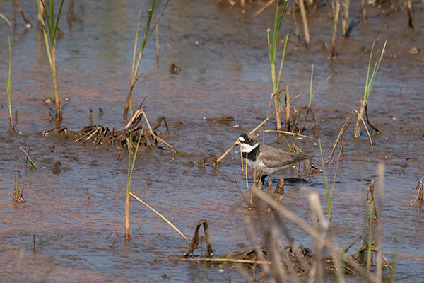 Semipalmated Plover