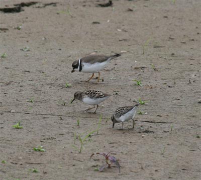 Least Sandpiper