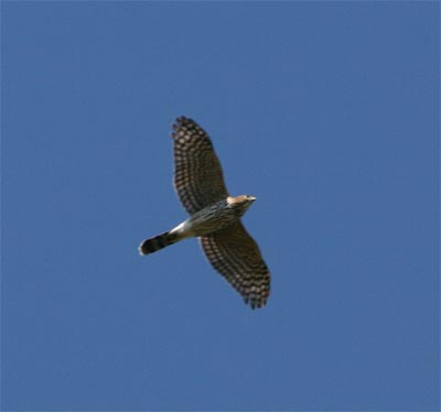 Cooper's Hawk