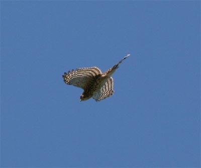 Cooper's Hawk