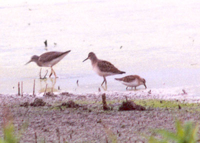 Shorebirds