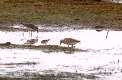 Shorebirds