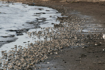 Port Mahon Shorebirds