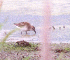 Semipalmated Sandpiper