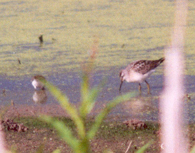 Shorebirds