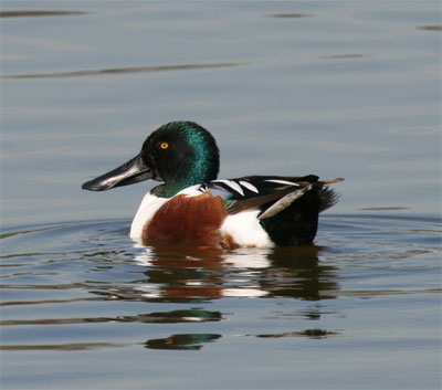 Northern Shoveler