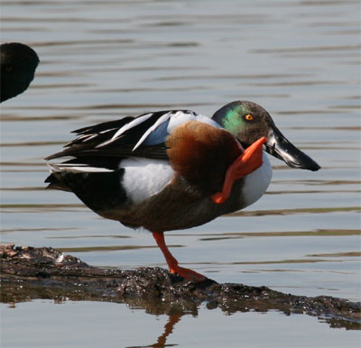 Northern Shoveler