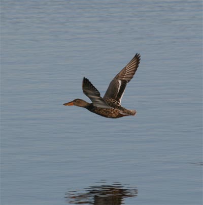 Northern Shoveler