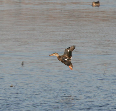 Northern Shoveler