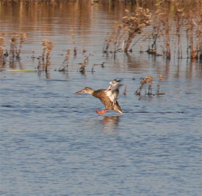 Northern Shoveler