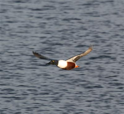 Northern Shoveler