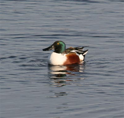 Northern Shoveler