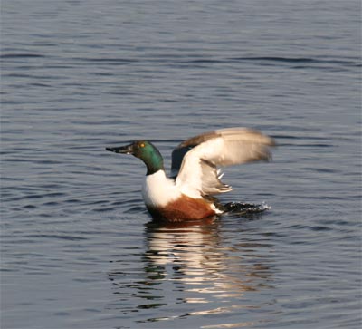 Northern Shoveler