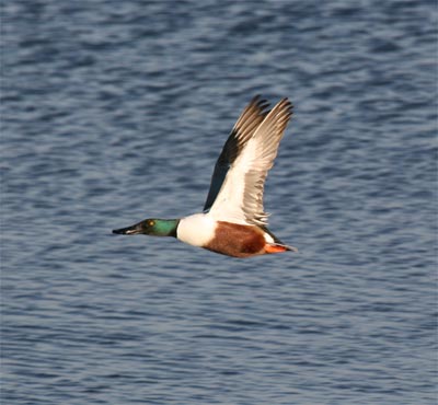 Northern Shoveler