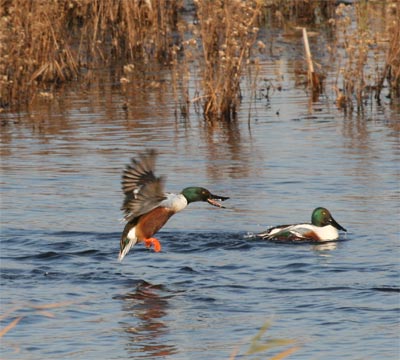 Northern Shoveler