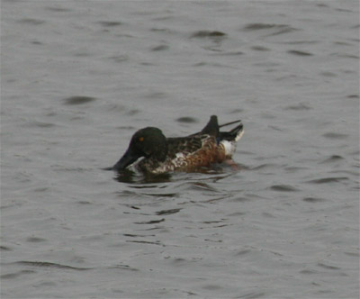 Northern Shovelers