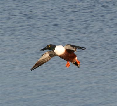 Northern Shoveler