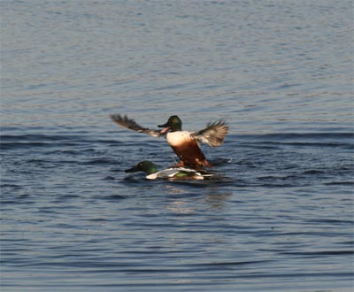 Northern Shoveler