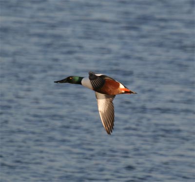 Northern Shoveler