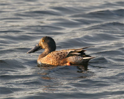 Northern Shovelers