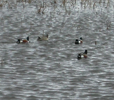 Northern Shoveler