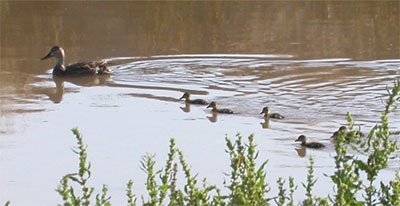 Northern Shovelers