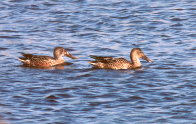 Northern Shovelers