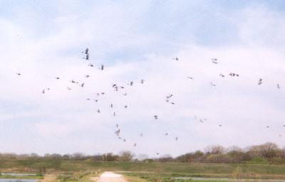 Northern Shovelers