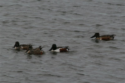 Northern Shovelers