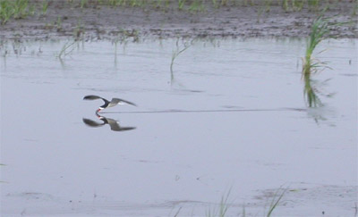 Black Skimmer