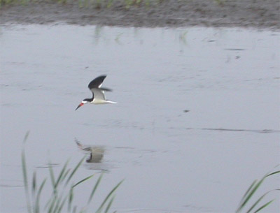 Black Skimmer