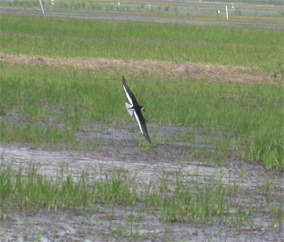 Black Skimmer