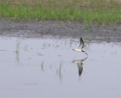 Black Skimmer