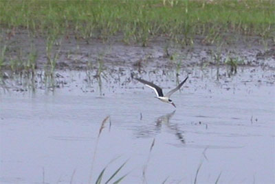 Black Skimmer