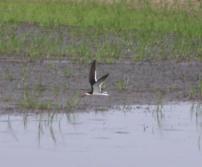 Black Skimmer