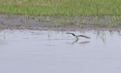 Black Skimmer