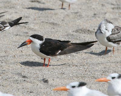 Black Skimmer