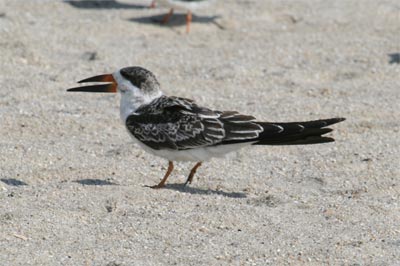 Black Skimmer