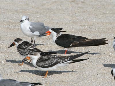 Black Skimmer