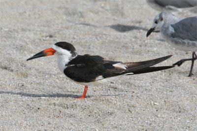 Black Skimmer