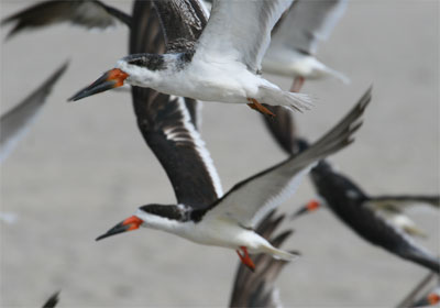 Black Skimmer